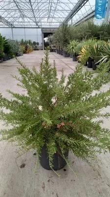 Obrázek produktu pro Grevillea juniperina - Jalovec Grevillea 50- 60 cm Kontejner