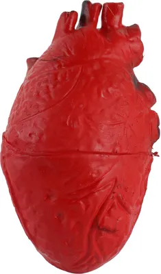 Obrázek produktu pro Falešné lidské srdce latexové krvavé hororové rekvizity v životní velikosti pro Halloween