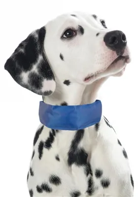 Produktbild von PROCYON Kühl-Bandana für Hunde - L