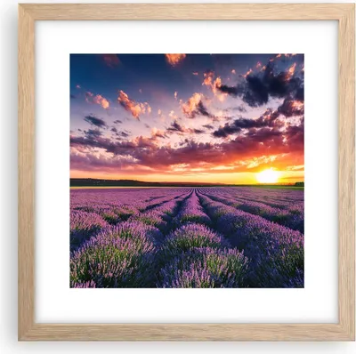Produktbild von Gerahmtes Poster - Rahmen in heller Eiche - Lavendel Berge Feld - 30x30 cm - Wand Bild - Wanddeko - Wandbilder - Wandposter - Bilderrahmen - Bilder - Kunstdruck - Wandbild - P2NAC30x30-3816