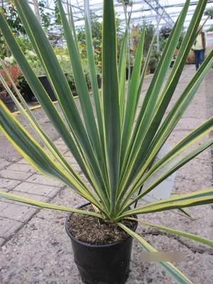 Produktbild von Yucca filamentosa Ivory Tower - Palmlilie Ivory Tower - 40-60cm