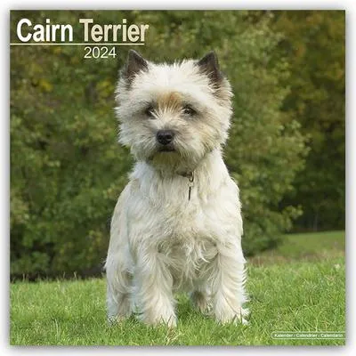 Produktbild von Cairn Terrier - Cairn Terrier 2024 - 16-Monatskalender