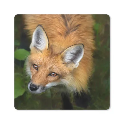 Produktbild von MuchoWow® Mauspad Mousepad Fuchs - Grün - Orange 20x20 cm - Mousepads - Maus Mat - Pad - Mausunterlage - Desk Mat - Bureauartikeln