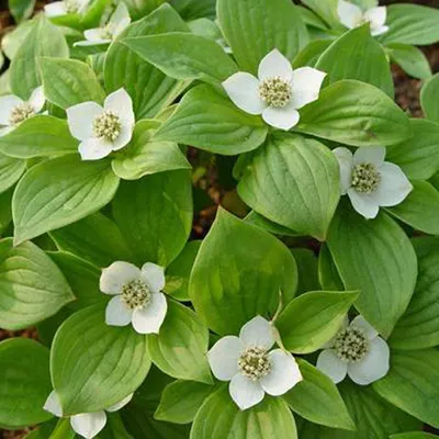 Immagine prodotto di 2 x  Corniolo  - Cornus alba 'sibirica'  | 60-80 cm in contenitore