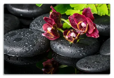 Produktbild von Wallario Frühstücksbrettchen aus Glas 20 x 30 cm mit rutschfesten Füßen, Motiv Dunkelrote Orchideen-Blüte auf schwarzen Steinen mit Regentropfen
