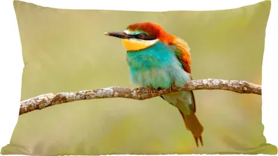 Produktbild von MuchoWow® Zierkissen Sofakissen Wohnzimmer Dekokissen 60x40 cm Vogel - Bienenfresser - Tiere - Kopfkissen - Polster mit Foto