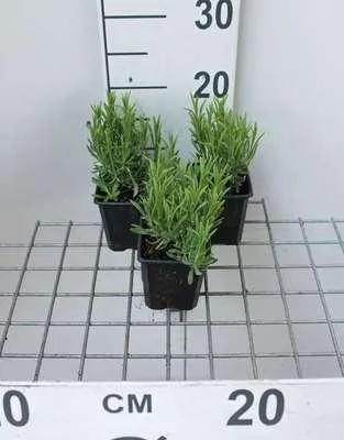 Image de 6 x Lavandula ang. 'Munstead' - Lavande - pot 9 x 9 cm