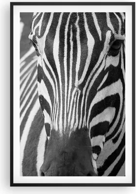 Produktbild von Gerahmtes Poster - Schwarzer Rahmen - Tiere Zebra gestreift - 61x91,5 cm - Wand Bild - Wanddeko - Wandbilder - Kunstposter - Wandposter - Bilderrahmen - Bilder - Kunstdruck - Wandbild P2BPA61x91-2254