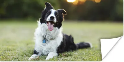 Produktbild von MuchoWow® Poster Ein glücklicher Border Collie, dem die Zunge aus dem Maul hängt 80x40 cm - Wanddeko
