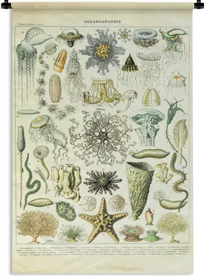 Produktbild von MuchoWow® Wandteppich Wandbehang Meerestiere - Seesterne - Quallen 60x90 cm Tapisserie Dekoration Wandtuch - Foto-Teppich - Abwaschbar