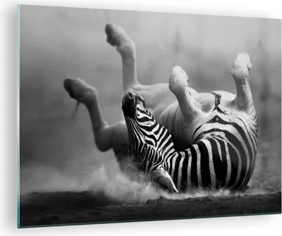 Produktbild von Bilder auf glas - Zebra Streifen Tier wild - 70x50cm - Glasbilder - Wandbilder - Kunstdruck - zum Aufhängen bereit - Wanddekoration aus Glas - Glas Bilder - Wandbild auf Glas - GAA70x50-2699
