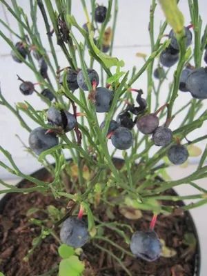 Produktbild von Heimische Blaubeere - Vaccinium myrtillus - Wilde Blaubeere - sehr bienenfreundlich - 15-20cm