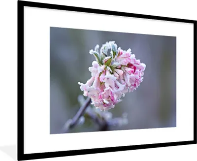 Produktbild von MuchoWow® MuchoWow® Gerahmtes Poster Blumen - Rosa - Gefroren 90x60 cm - Poster mit zchwarzem Bilderrahmen - Wanddekoration - Fotos