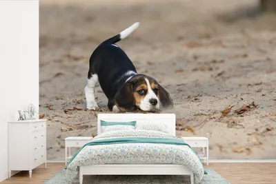 Produktbild von MuchoWow® Fototapete für Wohnzimmer oder Schlafzimmer Wandtapete Vinyl Motivtapete Ein junger Beagle-Welpe spielt im Sand - 525x350 cm - Das Hintergrundbild