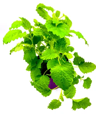 Produktbild von Zitronen Melisse Melissa officinalis