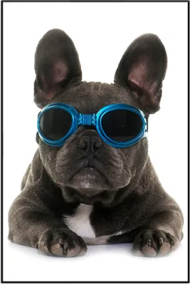 Produktbild von Wallario Wandbild Cooler Hund mit Sonnenbrille in blau - Französische Bulldogge, Größe: 61 x 91,50 cm, Poster mit schwarzem Aluminiumrahmen