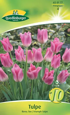 Artikelbild 2 von 'Tulpe Triumph Royal Ten (10 Stück)' aus der Kategorie Tulpenzwiebeln