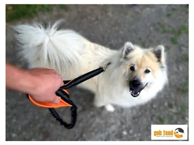 Produktbild von Hundeleine für große Hunde (Orange-Schwarz)