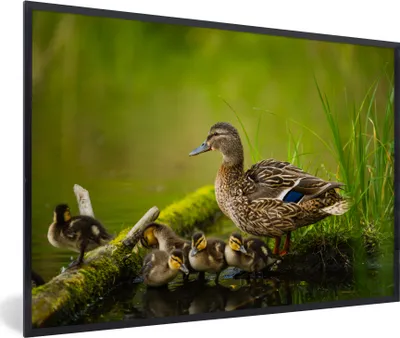 Produktbild von MuchoWow® Gerahmtes Poster Ente - Vögel - Wasser - Zweig - Moos 90x60 cm - Poster mit Schwarzem Bilderrahmen Wandposter Rahmen Foto Bilder - Fotorahmen - Foto-Plakat