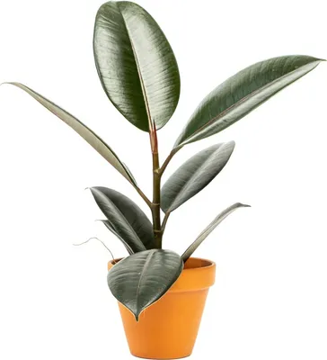 Obrázek produktu pro Gardners Ficus elastica Abidjan, průměr 8,5 cm