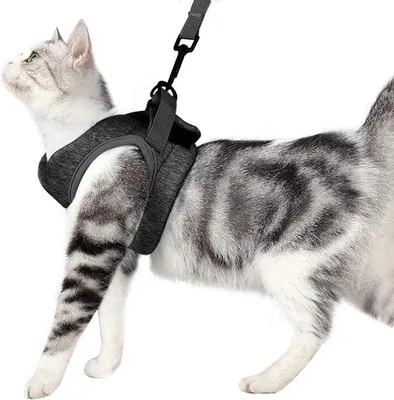 Produktbild von Kattentuigje en -lijn - Ultralichtes, anti-ontsnappingshalsband für kleine Hunde und Katzen, mit Laufmat, weich und bequem für kleine Tiere