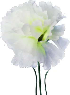Productafbeelding van Witte distel, hoogte 46 cm