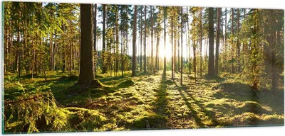 Produktbild von Bilder auf glas - Wald Baum Natur - 100x40cm - Glasbilder - Wandbilder - Kunstdruck - zum Aufhängen bereit - Wanddekoration aus Glas - Glas Bilder - Wandbild auf Glas - Einteilig - GAB100x40-3724