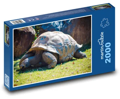 Zdjęcie produktu dla martinpuzzle - Puzzle 2000 - Żółw w zoo