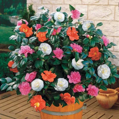 Produktbild von Bakker.com - Dreifarbige Kamelie, Der topf / Ø 15cm / Lieferhöhe 40-50cm, verkauft im 2er-Pac