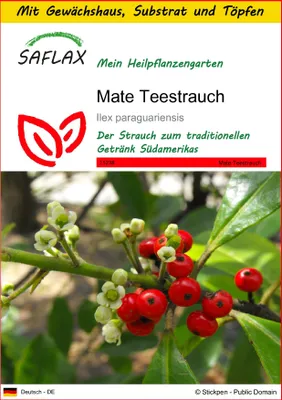 Produktbild von SAFLAX Anzucht Set - Mate Teestrauch - Ilex paraguariensis - 10 Samen - Mit Mini-Gewächshaus, Anzuchtsubstrat und 2 Töpfen