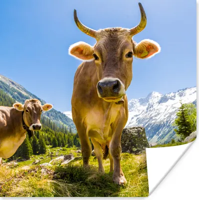 Produktbild von MuchoWow® Poster Kühe - Sonne - Österreich 50x50 cm - Wohnzimmerdekoration
