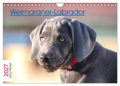 Produktbild von Weimaraner-Labrador (Wandkalender 2027 DIN A4 quer), CALVENDO Monatskalender