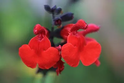Produktbild von 6 x  Salvia micr. 'Royal Bumble' - Sternmoos - Topf 9 x 9 cm