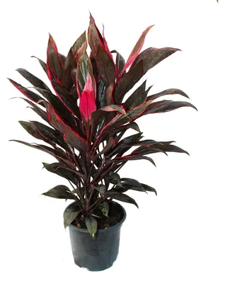 Zdjęcie produktu dla Cordyline fruticosa, klubová lilie, cervená v kvetináci 19 cm