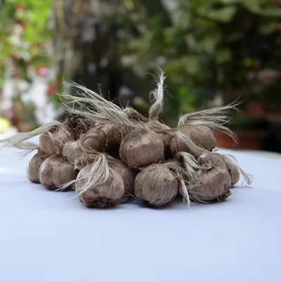 Productafbeelding van Saffraanbol (Crocus sativus) Planten 20 Stuks