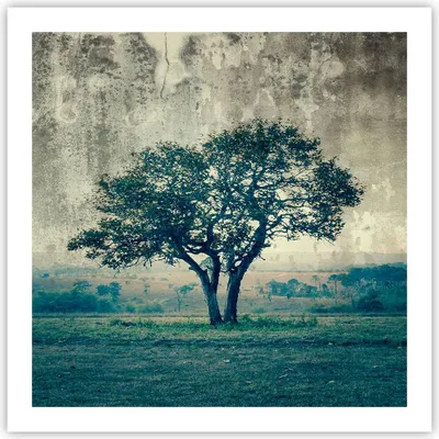 Produktbild von Poster - Poster ohne Rahmen - Baum Natur Feld - 60x60 cm - Wand Bild - Wanddeko - Wandbilder - Kunstposter - Wandposter - Bilder - Kunstdruck - Wanddekoration - Wandbild - P2XAC60x60-3627