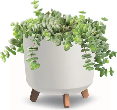 Produktbild von Blumentopf mit Füßen Weiß matte Pflanzkübe D 30 cm  Kunststoff Töpfe Hoh Übertöpfe Geldbaum Kakteen Gummibaum Glücksfeder