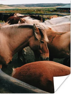 Produktbild von MuchoWow® Poster Pferde - Tiere - Spiel 120x160 cm - Wandbilder