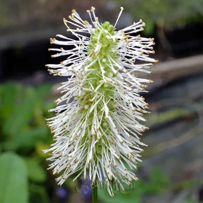 Immagine prodotto di 6 x Pimpinelle - Sanguisorba canadensis  | Topf 9cm x 9cm
