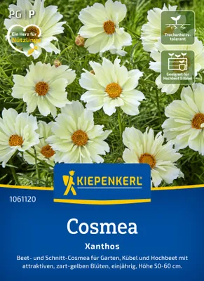 Artikelbild 2 von 'Cosmos Xanthos' aus der Kategorie Cosmeasamen