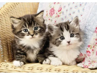 Image de Puzzle 2 chatons 100 pieces - collection animaux - nathan - 86766