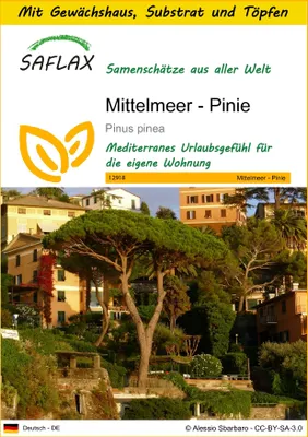 Produktbild von SAFLAX Anzucht Set - Mittelmeer - Pinie - Pinus pinea - 6 Samen - Mit Mini-Gewächshaus, Anzuchtsubstrat und 2 Töpfen