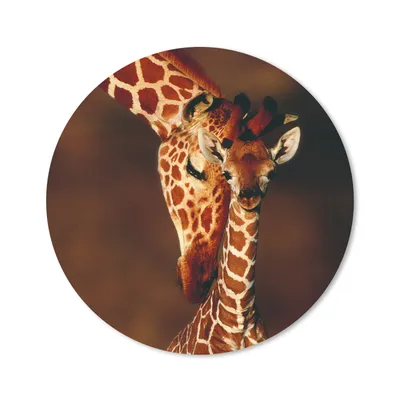 Produktbild von MuchoWow® Mauspad Mousepad Giraffe - Kalb - Porträt 40x40 cm - Mousepads - Maus Mat - Pad - Mausunterlage - Schreibtisch Accessoires