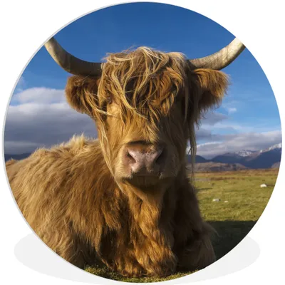 Produktbild von MuchoWow® Rundes Wandbild - Runde Bilder Schottische Highlander - Tiere - Gras Ø 60 cm Kreis Wanddekoration Kunststoff - Wandkreis - Wandschmuck - Wand Kreis - Das Schlafzimmer - Die Bilder - Wandmalerei - Kunst für das Haus - das Plastik