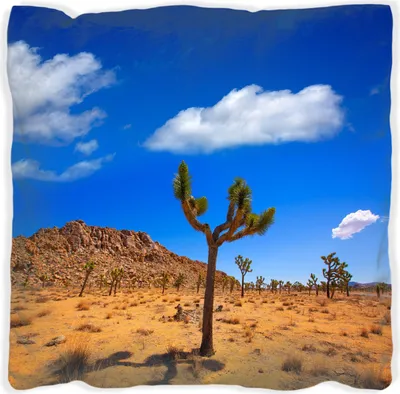 Produktbild von Wallario Premium Kissen, weiche Oberfläche, mit Motiv Palmlilie im Nationalpark Yucca Valley  Wüstenlandschaft, Größe: 40 x 40 cm, mit weißer Rückseite