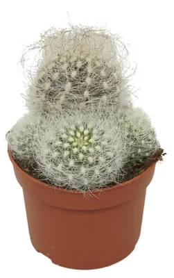 Image de Cactus « vieil homme » - Neoporteria nidus senilis - Cactus facile d'entretien - Pot de 10,5 cm