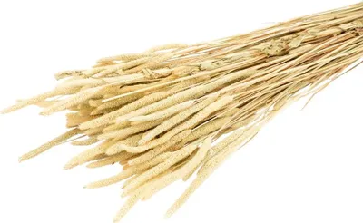 Produktbild von Phleum in Natur, im Bund, Länge ca. 50-60cm | Lieschgras