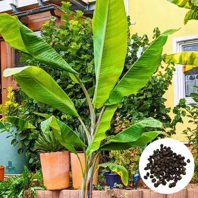 Zdjęcie produktu dla Nasiona bananowca Musa Cheesmanii - 50 nasion - Egzotyczny - Bananowiec Cheesmana
