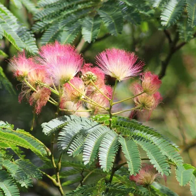 Immagine prodotto di Albizia julibrissin 'E.H. Wilson'  - 10 semi