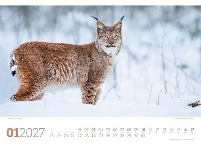 Produktbild von Ackermann Kunstverlag Kalender 2027 Tierwelt Wald 45x33 cm Spiralbindung